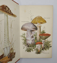 Load image into Gallery viewer, Collins Guide to Mushrooms & Toadstools by Morten Lange, F. Bayard Hora (Including Signed Letter)