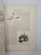 Load image into Gallery viewer, The Living Plant in Leaf, Flower and Fruit by A.E. Knight, Edward Step
